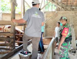 Dukung Pemberantasan PMK, Babinsa Koramil 06/Purbolinggo Dampingi Vaksin Hewan Ternak