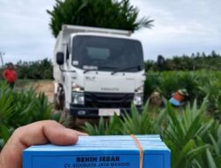 Lebarkan Sayap, Sidonanta Jaya Mandiri Suplay Bibit Sawit untuk Petani Plasma PT PSA Cargill