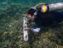 Mahasiswa ITERA Rehabilitasi Terumbu Karang di Pulau Pahawang