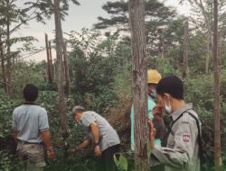Dinas Kehutanan Lampung Punya Kewenangan Kelola 540 Ribu Hektare Lahan