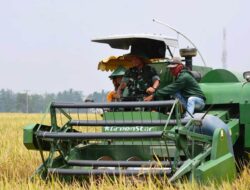 Danrem 043/Gatam Panen Raya Bersama Bupati Lamteng Dan Forkopimda Kabupaten Lampung Tengah