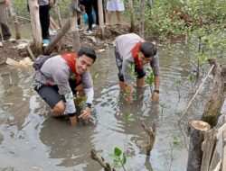 Mahusa Unila-Walhi Tanam Seribu Mangrove