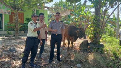 Rayakan Hari raya Idul Adha 1446 H. PT BMM Bagikan Hewan Kurban 