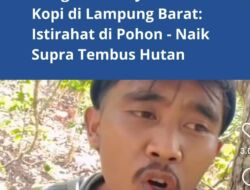 Harga Kopi Anjlok, Harimau Berkeliaran, Nyawa Jadi Taruhan
