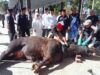 Bupati Tanggamus Saksikan Penyembelihan Hewan Kurban