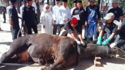 Bupati Tanggamus Saksikan Penyembelihan Hewan Kurban