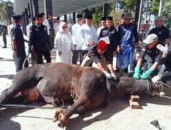 Bupati Tanggamus Saksikan Penyembelihan Hewan Kurban